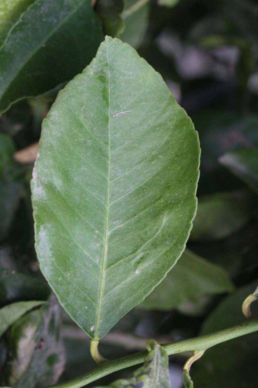              Unifoliolate leaf (Riverside, CA)       